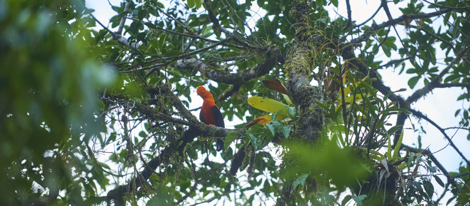 Bosque Santuario